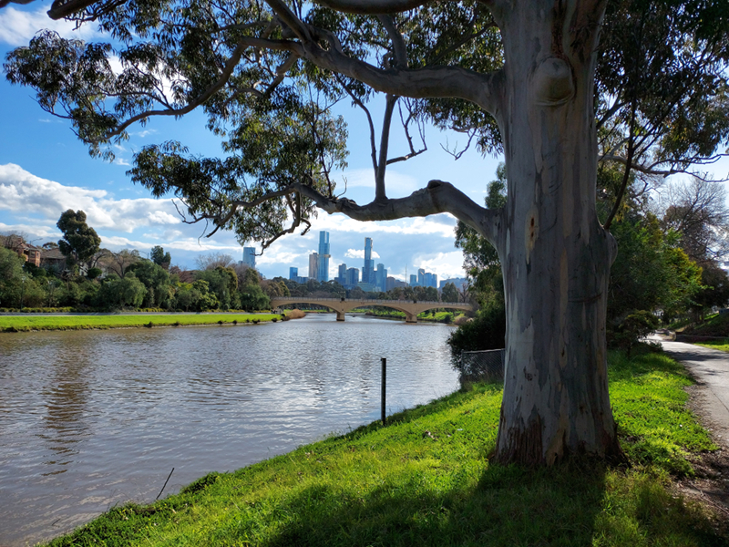 A tree beside a river.